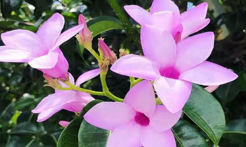 Rubber plant Rubber plant