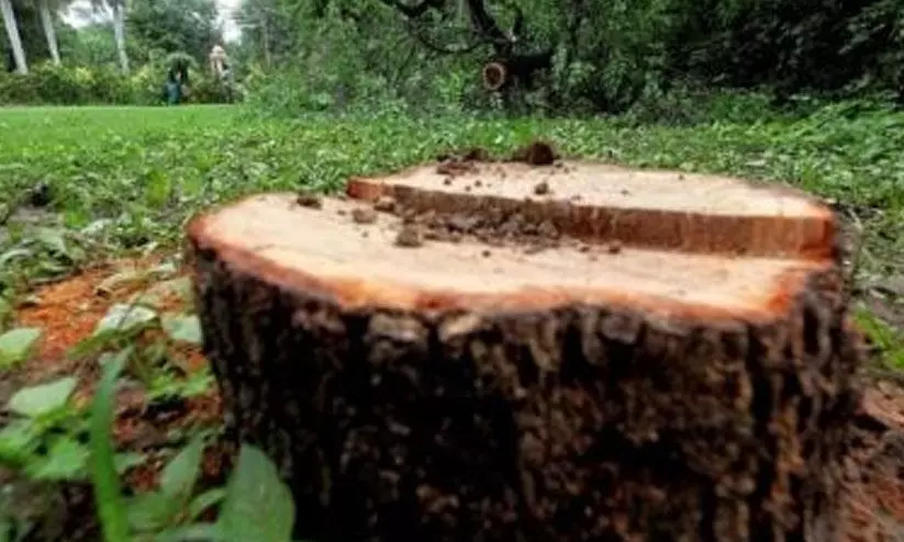 പരാതി സ്വീകരിക്കാൻ പൊലീസിനും വനം വകുപ്പിനും വിമുഖത; ഹൈറേഞ്ചില്‍ ചന്ദനമരം മോഷണം വ്യാപകം