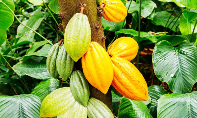 രോഗബാധയും വിലയിടിവും; കൊക്കോ കര്ഷകര് പ്രതിസന്ധിയില് രോഗബാധയും വിലയിടിവും; കൊക്കോ കര്ഷകര് പ്രതിസന്ധിയില്