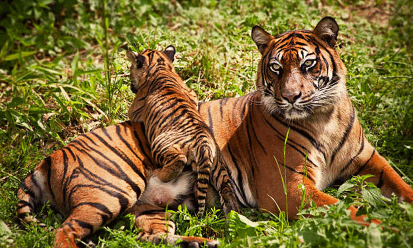 കാടിന്റെ ശബ്ദം