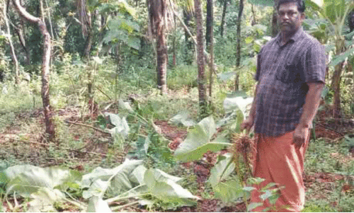 പു​ലി​ഭീ​ഷ​ണി​ക്കി​ടെ കാ​ട്ടു​പ​ന്നി ആ​ക്ര​മ​ണ​വും