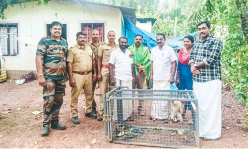 ഉറക്കംകെടുത്തിയ കുരങ്ങ്​ ഒടുവിൽ കൂട്ടിലായി