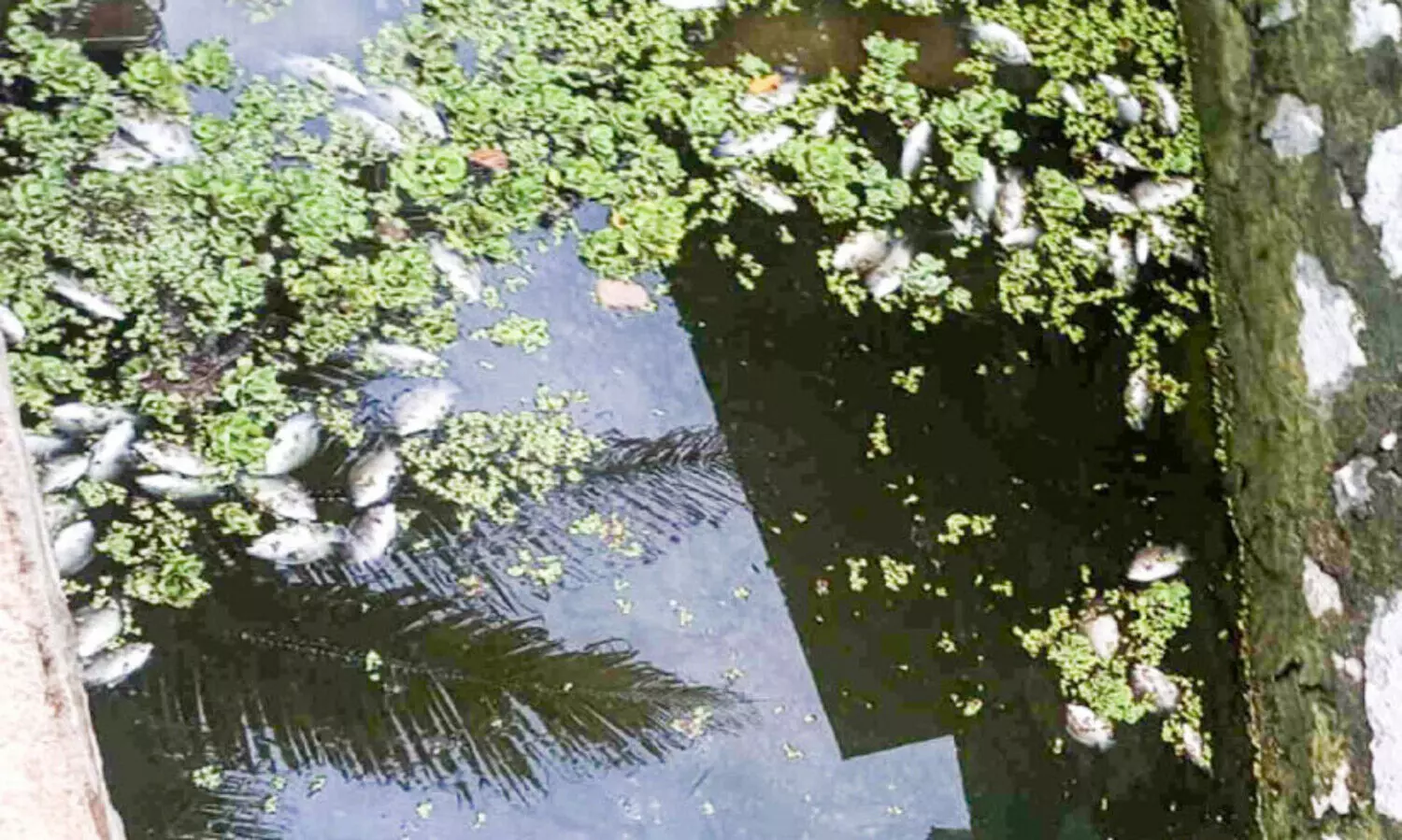 കരിമീനുകൾ ചത്തുപൊങ്ങി; പൊലീസ്​ കേസെടുത്തു