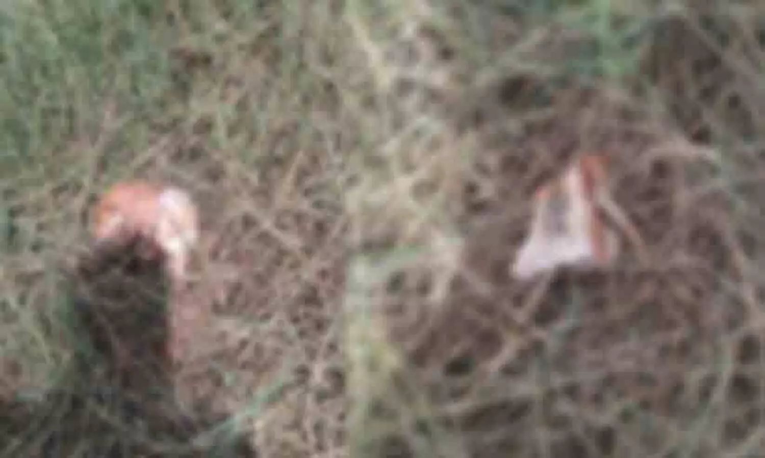 skelton-found-from-paddy-field-in-thrissur