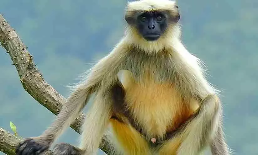 തിരുവനന്തപുരം മൃഗശാലയിൽ മൂന്ന് ഹനുമാൻ കുരങ്ങുകൾ ചാടിപ്പോയി