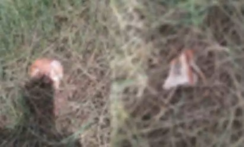 skelton-found-from-paddy-field-in-thrissur