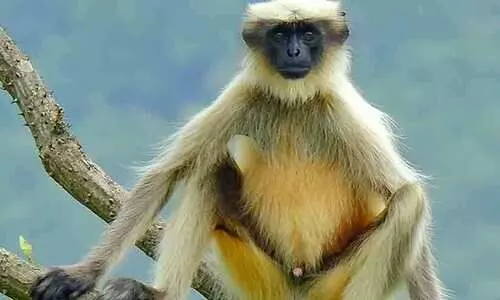 തിരുവനന്തപുരം മൃഗശാലയിൽ മൂന്ന് ഹനുമാൻ കുരങ്ങുകൾ ചാടിപ്പോയി