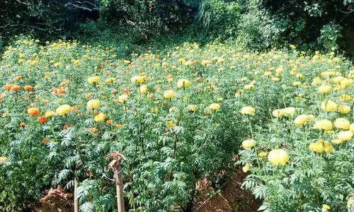 Chendumalli garden planted by Harita Karmasena