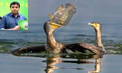 Aukhaf photo competition