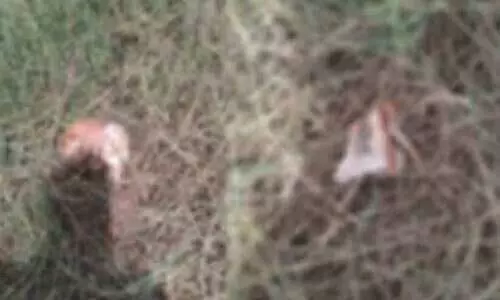 skelton-found-from-paddy-field-in-thrissur