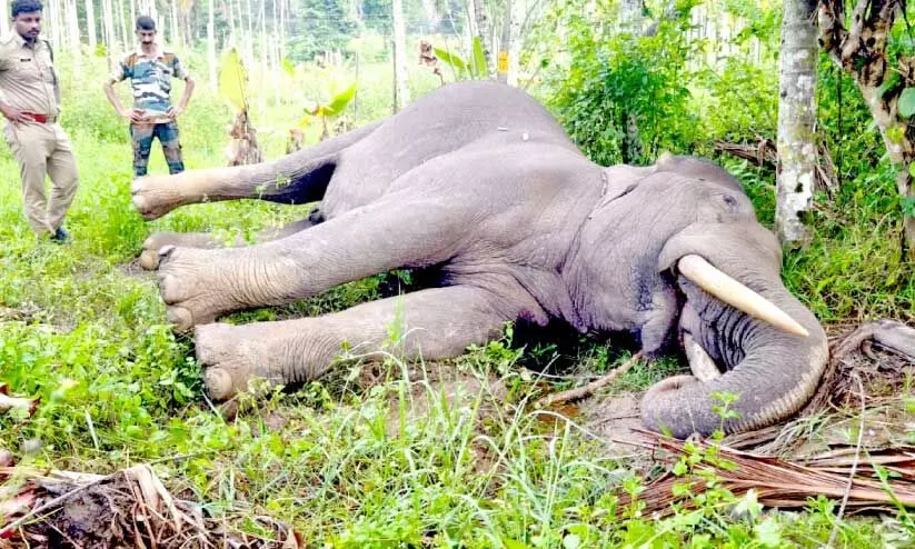 wild elephant attack wild elephant attack