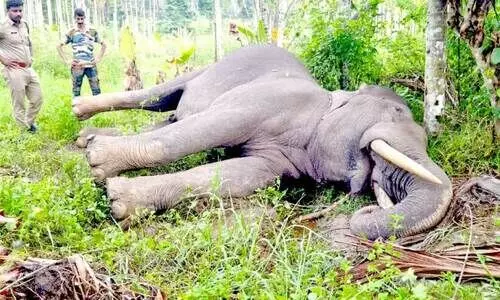 wild elephant attack