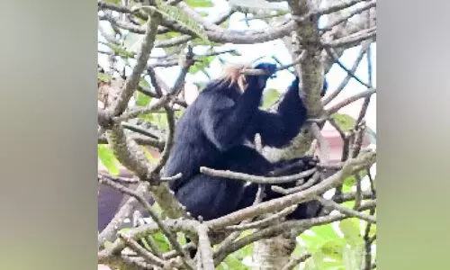 വിമാനത്താവളത്തിൽ സുരക്ഷാപ്രശ്നമായി കുരങ്ങ്; പിടികൂടാനായില്ല