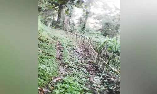 വന്യമൃഗങ്ങളെ തടയാൻ സംരക്ഷണവേലി മരക്കമ്പുകൊണ്ട്​