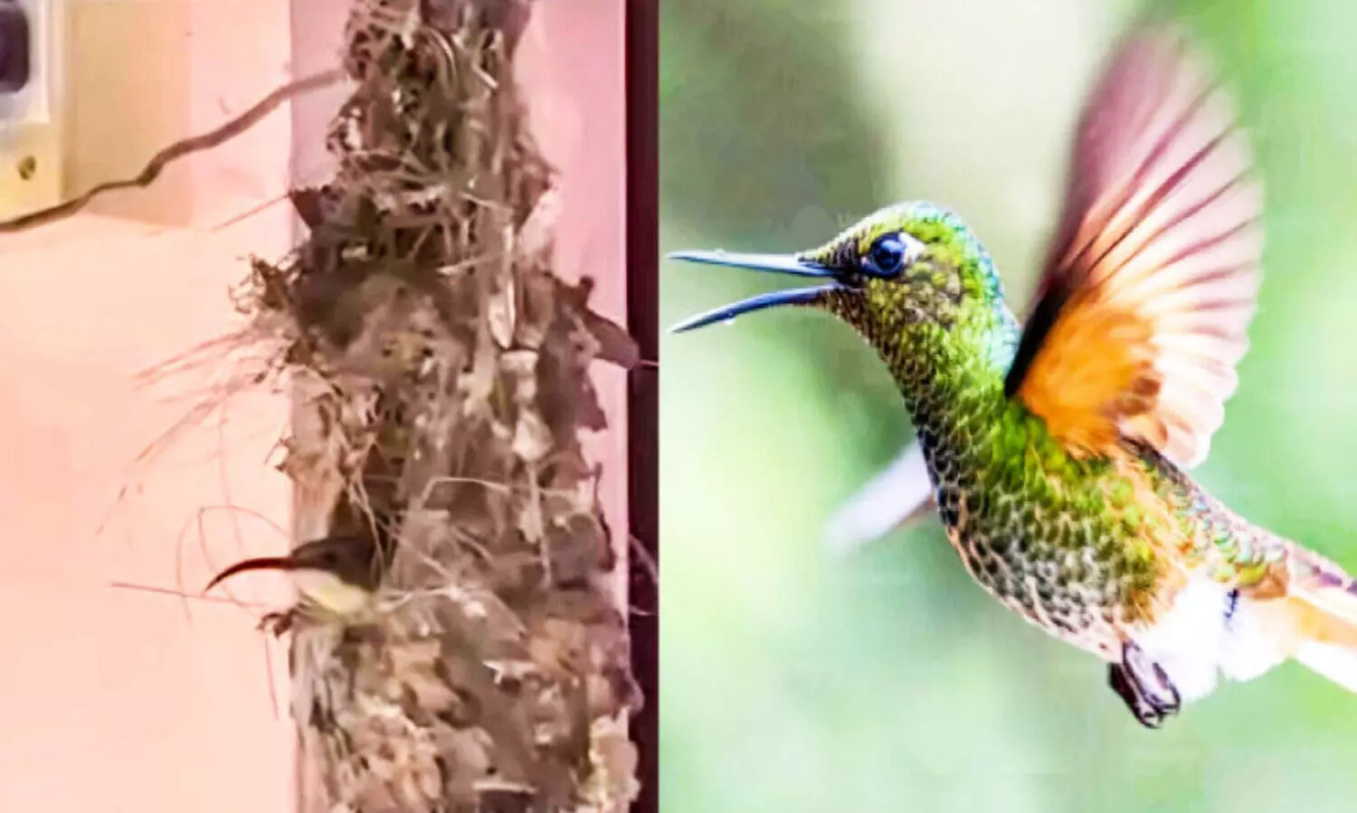 ര​ണ്ടുവ​ട്ടം ‘കൈയേറ്റം’ ഒ​ഴി​പ്പി​ച്ചി​ട്ടും പി​ന്നോ​ട്ടി​ല്ല; നാട്ടുകാരെ കൂട്ടാക്കി ഇരട്ടയാറിലെ ഇ​ണക്കു​രു​വി​ക​ൾ