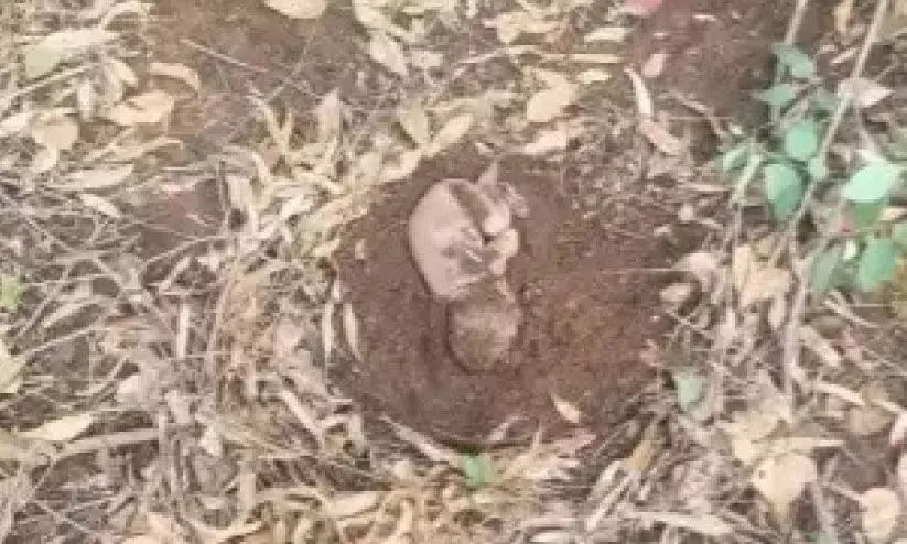 ജീ​വ​നോ​ടെ കു​ഴി​ച്ചു​മൂ​ടി​യ ന​വ​ജാ​ത ശി​ശു ക​ര​ഞ്ഞു; നാ​ട്ടു​കാ​ർ ര​ക്ഷ​ക​രാ​യി