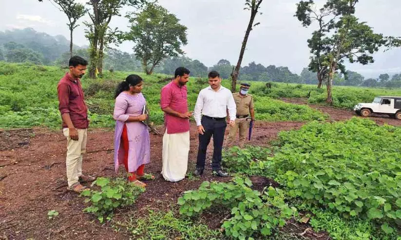 ആറളം ഫാമിൽ വീണ്ടും മരം മുറി വിവാദം ആറളം ഫാമിൽ വീണ്ടും മരം മുറി വിവാദം