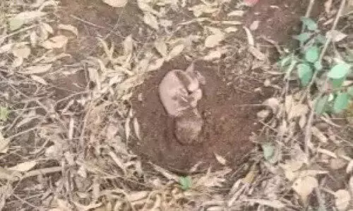 ജീ​വ​നോ​ടെ കു​ഴി​ച്ചു​മൂ​ടി​യ ന​വ​ജാ​ത ശി​ശു ക​ര​ഞ്ഞു; നാ​ട്ടു​കാ​ർ ര​ക്ഷ​ക​രാ​യി