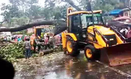 കാ​റ്റും മ​ഴ​യും; ദേ​ശീ​യ​പാ​ത​യി​ൽ ര​ണ്ടി​ട​ങ്ങ​ളി​ൽ മ​രം വീ​ണു