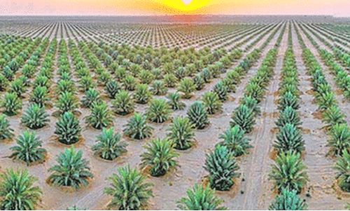 ഓ​ർ​ഗാ​നി​ക് ഈ​ത്ത​പ്പ​ഴ ഫാം