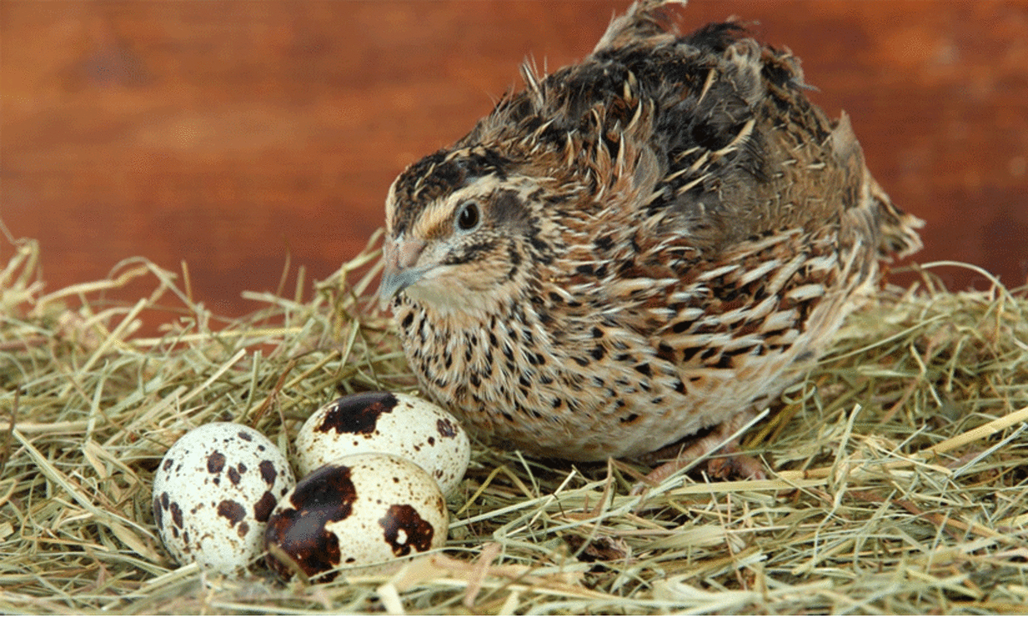 കാട വളർത്തലിൽ ശ്രദ്ധിക്കാൻ quail with egg