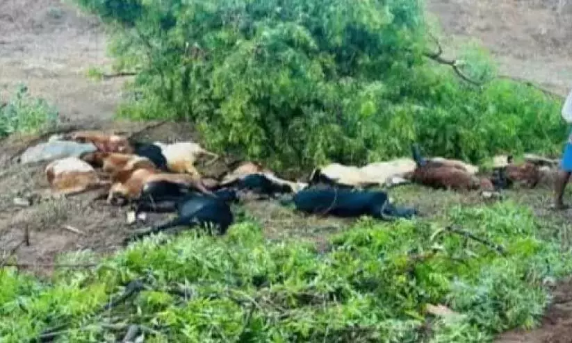 വൈദ്യുതാഘാതമേറ്റ് ആടുകൾ ചത്തു വൈദ്യുതാഘാതമേറ്റ് ആടുകൾ ചത്തു