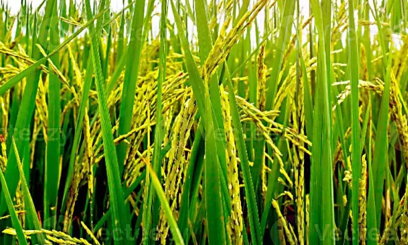 സപ്ലൈകോ നെല്ല് സംഭരണം ഇത്തവണയും പാളി; നട്ടംതിരിഞ്ഞ് കർഷകർ