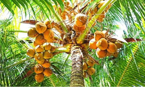 തെങ്ങുകൃഷിയിലേക്ക് മടങ്ങാം