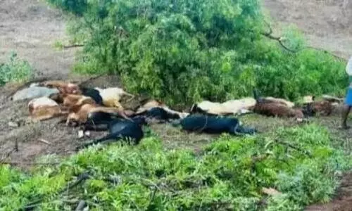 വൈ​ദ്യു​താ​ഘാ​ത​മേ​റ്റ് ആ​ടു​ക​ൾ ച​ത്തു