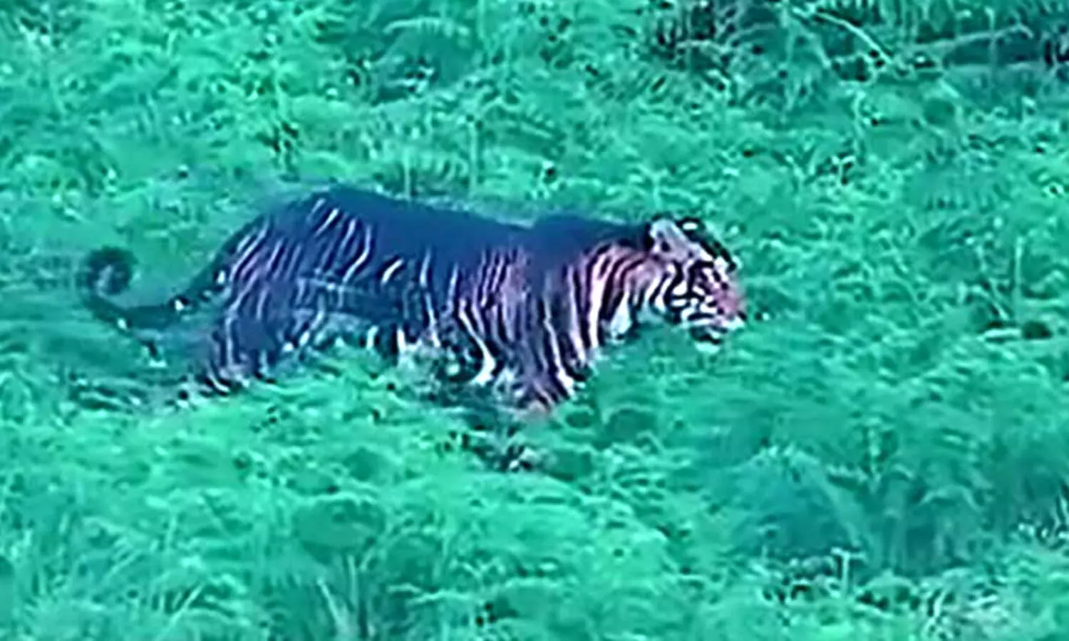 melanistic tiger 9877