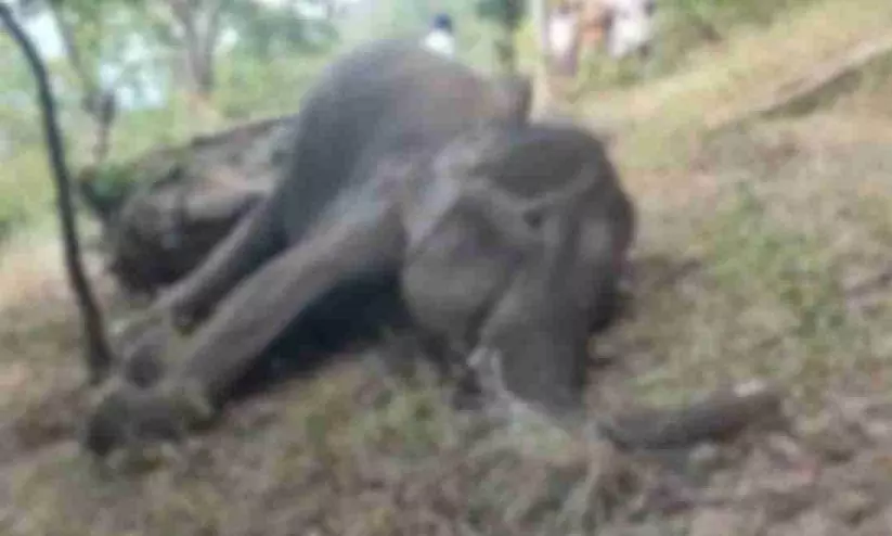 കാന്തലൂരിൽ വീണ്ടും കാട്ടാന ചരിഞ്ഞു; ഒരാഴ്ചക്കിടെ രണ്ടാമത്തെ സംഭവം കാന്തലൂരിൽ വീണ്ടും കാട്ടാന ചരിഞ്ഞു; ഒരാഴ്ചക്കിടെ രണ്ടാമത്തെ സംഭവം