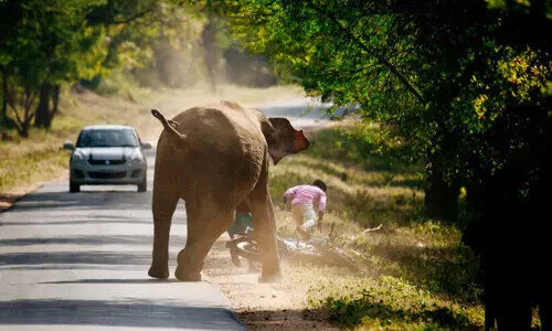 തുടർക്കഥയാവുന്ന മനുഷ്യ-വന്യജീവി സംഘർഷങ്ങൾ