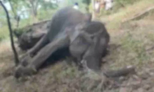 കാന്തലൂരിൽ വീണ്ടും കാട്ടാന ചരിഞ്ഞു; ഒരാഴ്ചക്കിടെ രണ്ടാമത്തെ സംഭവം