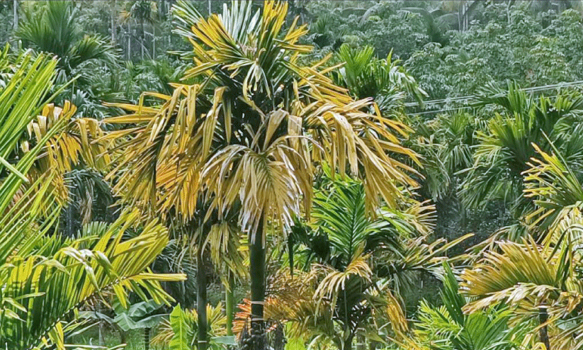 ക​മു​കി​ന് മ​ഞ്ഞ​ളി​പ്പ് രോ​ഗം വ്യാ​പ​ക​മാ​കു​ന്നു; മ​രു​ന്നു​ക​ൾ ഫ​ലി​ക്കു​ന്നി​ല്ല