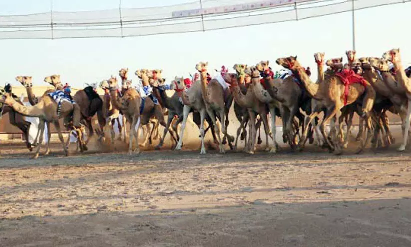 camel race competition camel race competition