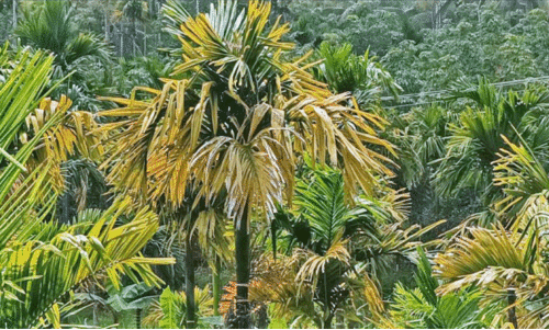 ക​മു​കി​ന് മ​ഞ്ഞ​ളി​പ്പ് രോ​ഗം വ്യാ​പ​ക​മാ​കു​ന്നു; മ​രു​ന്നു​ക​ൾ ഫ​ലി​ക്കു​ന്നി​ല്ല