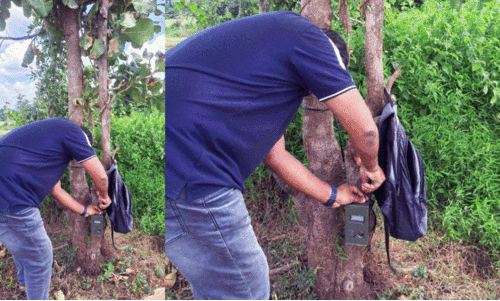 ക​ണ്ട​ത് പു​ലി​യെ അ​ല്ലെ​ന്ന് സ്ഥി​രീ​ക​രി​ച്ചു; ഭീ​തി​യൊ​ഴി​ഞ്ഞ് ക​ക്കോ​ൽ പ്ര​ദേ​ശ​ങ്ങ​ൾ