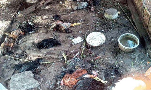 നവായിക്കുളത്ത് അജ്ഞാതജീവി ഭീതിപരത്തുന്നു നവായിക്കുളത്ത് അജ്ഞാതജീവി ഭീതിപരത്തുന്നു