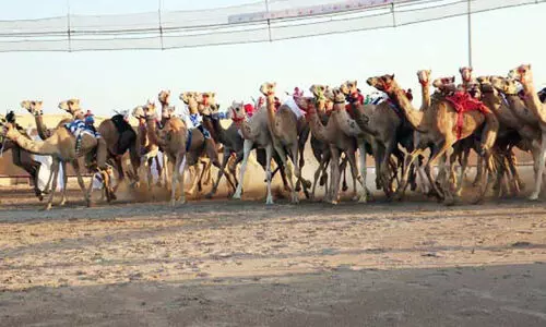 camel race competition