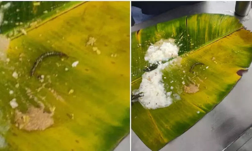 തിരുപ്പതി ക്ഷേത്രത്തിലെ പ്രസാദത്തിൽ പഴുതാരയെന്ന് ഭക്തർ; നിഷേധിച്ച് അധികൃതർ