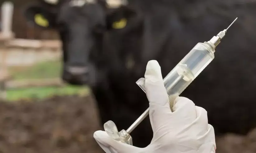 ദേശീയ ജന്തുരോഗ നിയന്ത്രണ പദ്ധതി; ജില്ലയിൽ 1.13 ലക്ഷം കന്നുകാലികൾക്ക്​ പ്രതിരോധ കുത്തിവെപ്പ്​ നൽകി