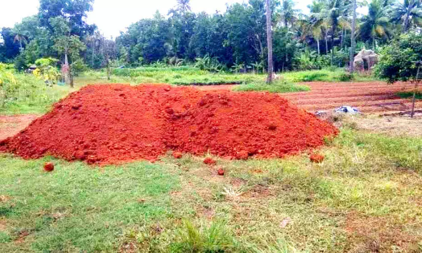 മാഞ്ചിയം തോട്ടത്തിന്റെ മറവിൽ പാടം നികത്താൻ നീക്കം മാഞ്ചിയം തോട്ടത്തിന്റെ മറവിൽ പാടം നികത്താൻ നീക്കം