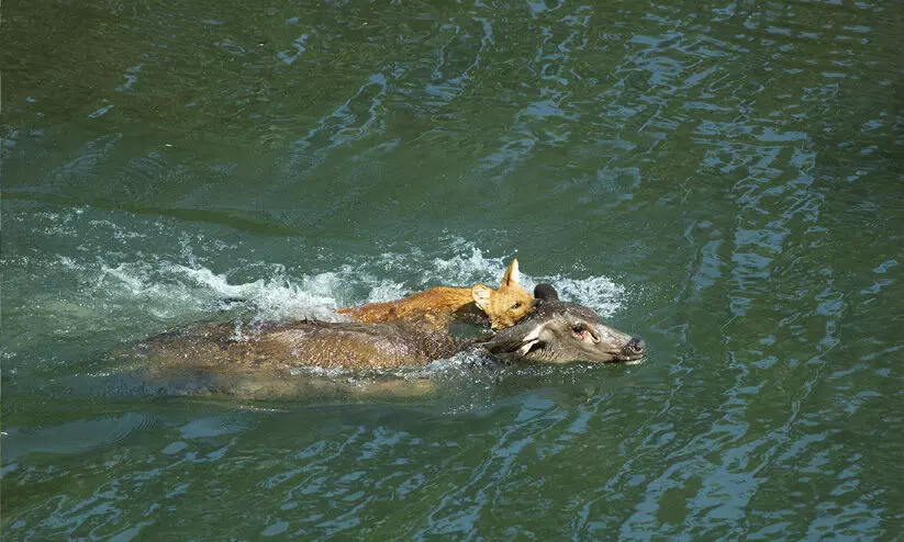 വന്യജീവി വാരാഘോഷം: ഫോട്ടോഗ്രാഫിയില് ബിനുവിനും ഷോര്ട്ട് ഫിലിമില് അഭിജിത്തിനും ഒന്നാം സ്ഥാനം വന്യജീവി വാരാഘോഷം: ഫോട്ടോഗ്രാഫിയില് ബിനുവിനും ഷോര്ട്ട് ഫിലിമില് അഭിജിത്തിനും ഒന്നാം സ്ഥാനം