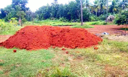 മാ​ഞ്ചി​യം തോ​ട്ട​ത്തി​ന്‍റെ മ​റ​വി​ൽ പാ​ടം നി​ക​ത്താ​ൻ നീ​ക്കം