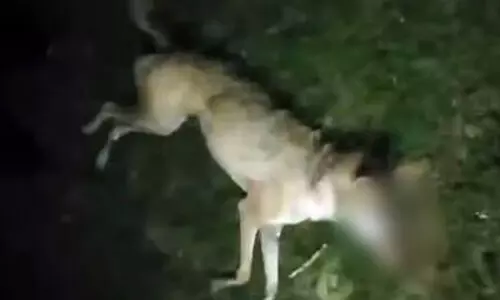 യു.പിയിൽ ഭീതിവിതച്ച അവസാനത്തെ ചെന്നായയേയും വെടിവെച്ച് കൊന്നു