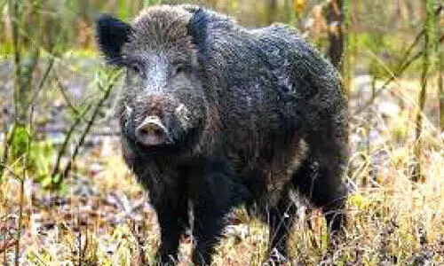 കാട്ടുപന്നി ശല്യം: പെ‌ാറുതിമുട്ടി തെക്കന്‍മലയോരം