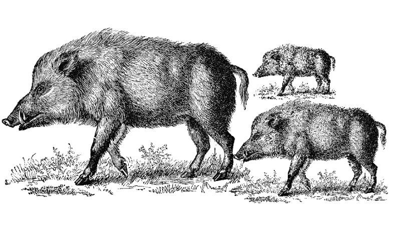 Wild boar attack