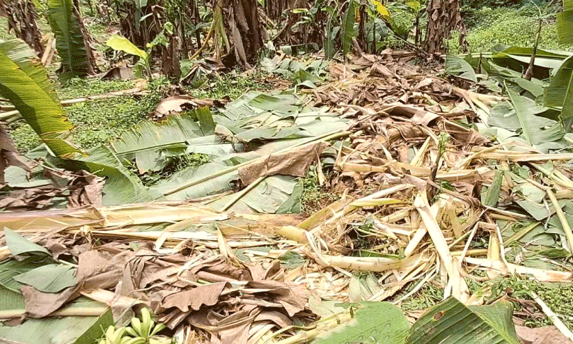 Wild elephant attack