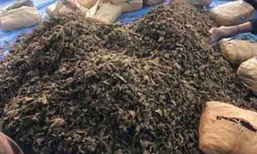 ആന്ധ്രാപ്രദേശിൽ എട്ടു ക്വിന്റൽ കഞ്ചാവുമായി ട്രക്ക് പിടികൂടി ആന്ധ്രാപ്രദേശിൽ എട്ടു ക്വിന്റൽ കഞ്ചാവുമായി ട്രക്ക് പിടികൂടി