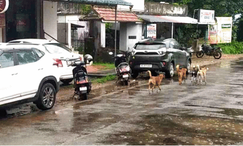Stray dog attack,